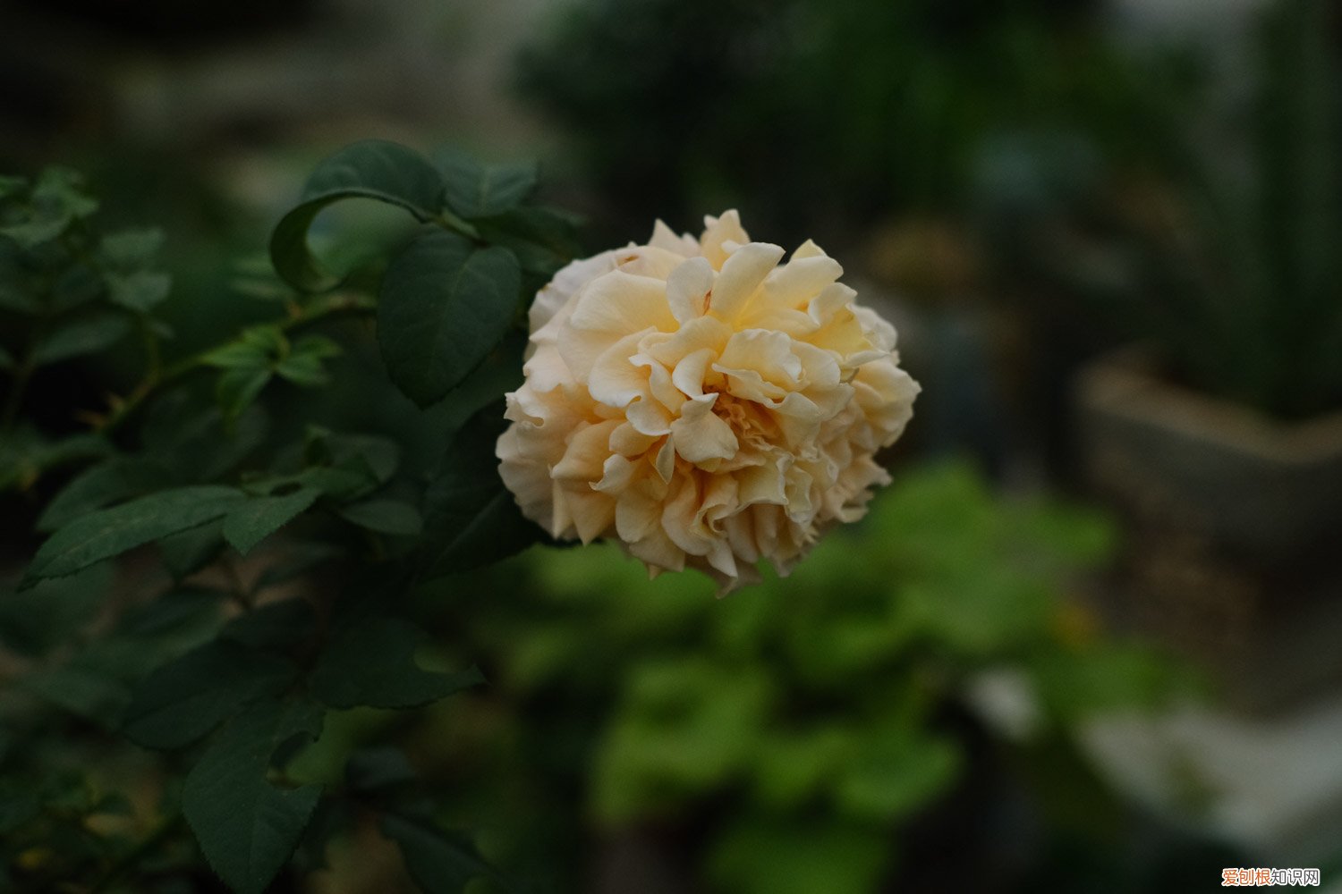 月季怎么繁殖后代 月季怎么繁殖