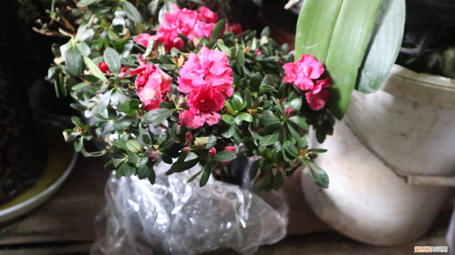 杜鹃花怎么修剪造型 杜鹃花怎么修剪