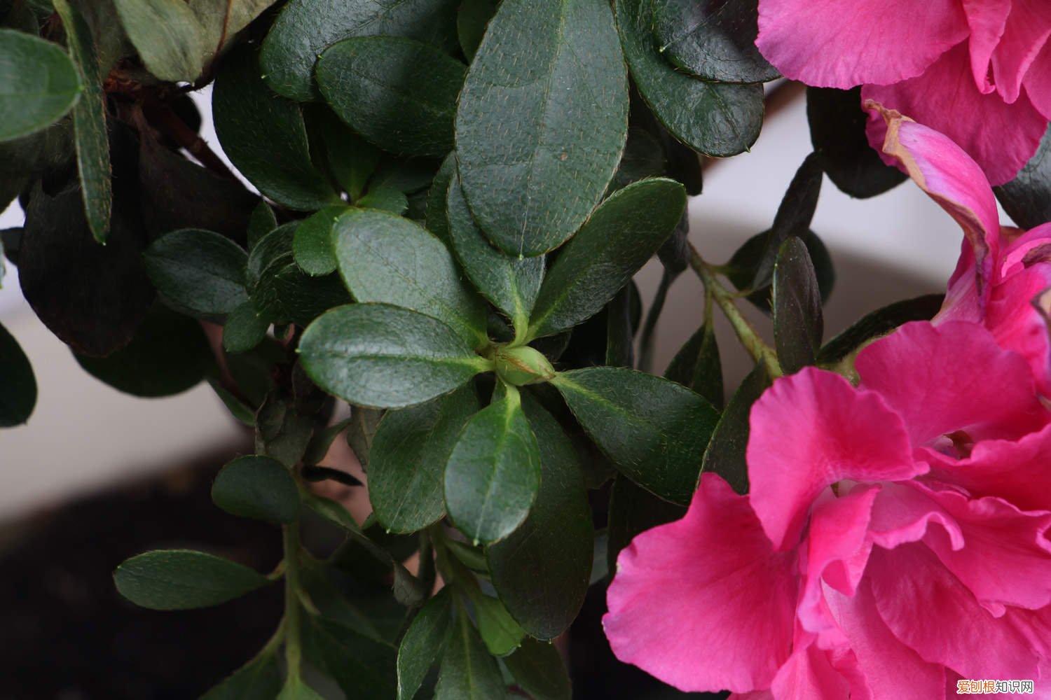 杜鹃花怎么修剪造型 杜鹃花怎么修剪