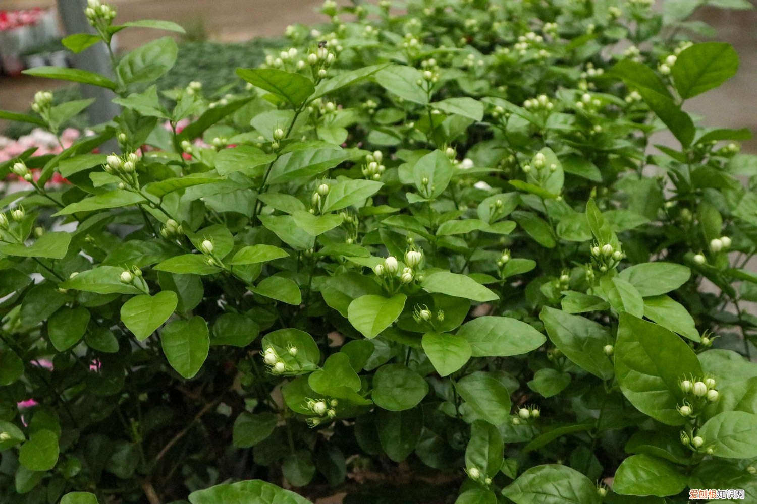 怎样给茉莉换盆 茉莉怎么换盆