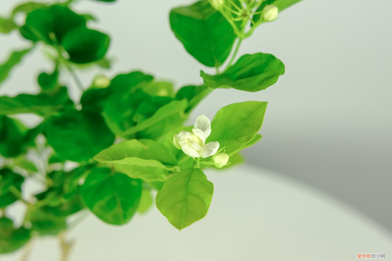 怎样给茉莉换盆 茉莉怎么换盆