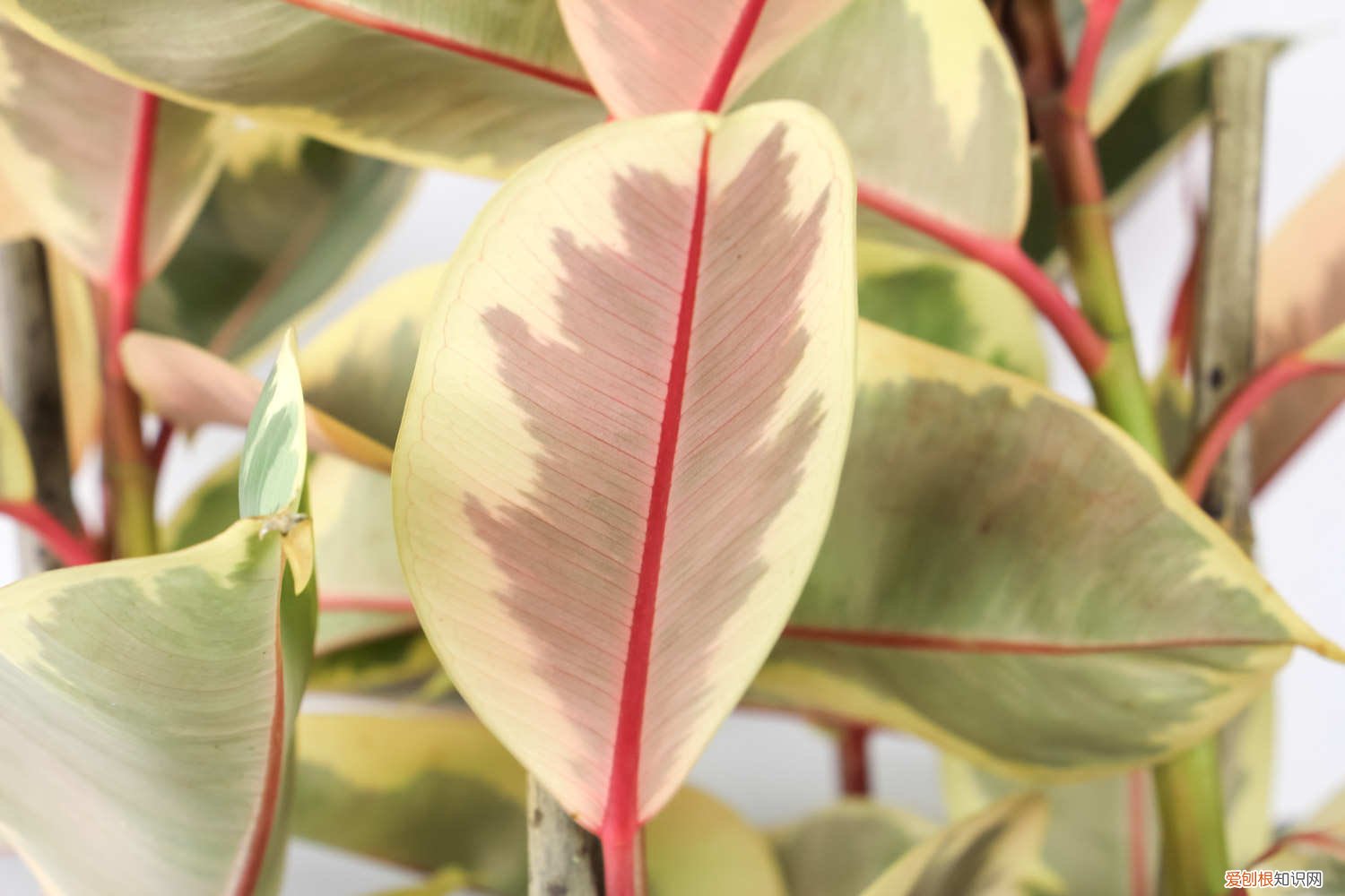 橡皮树怎么浇水合适 橡皮树怎么浇水