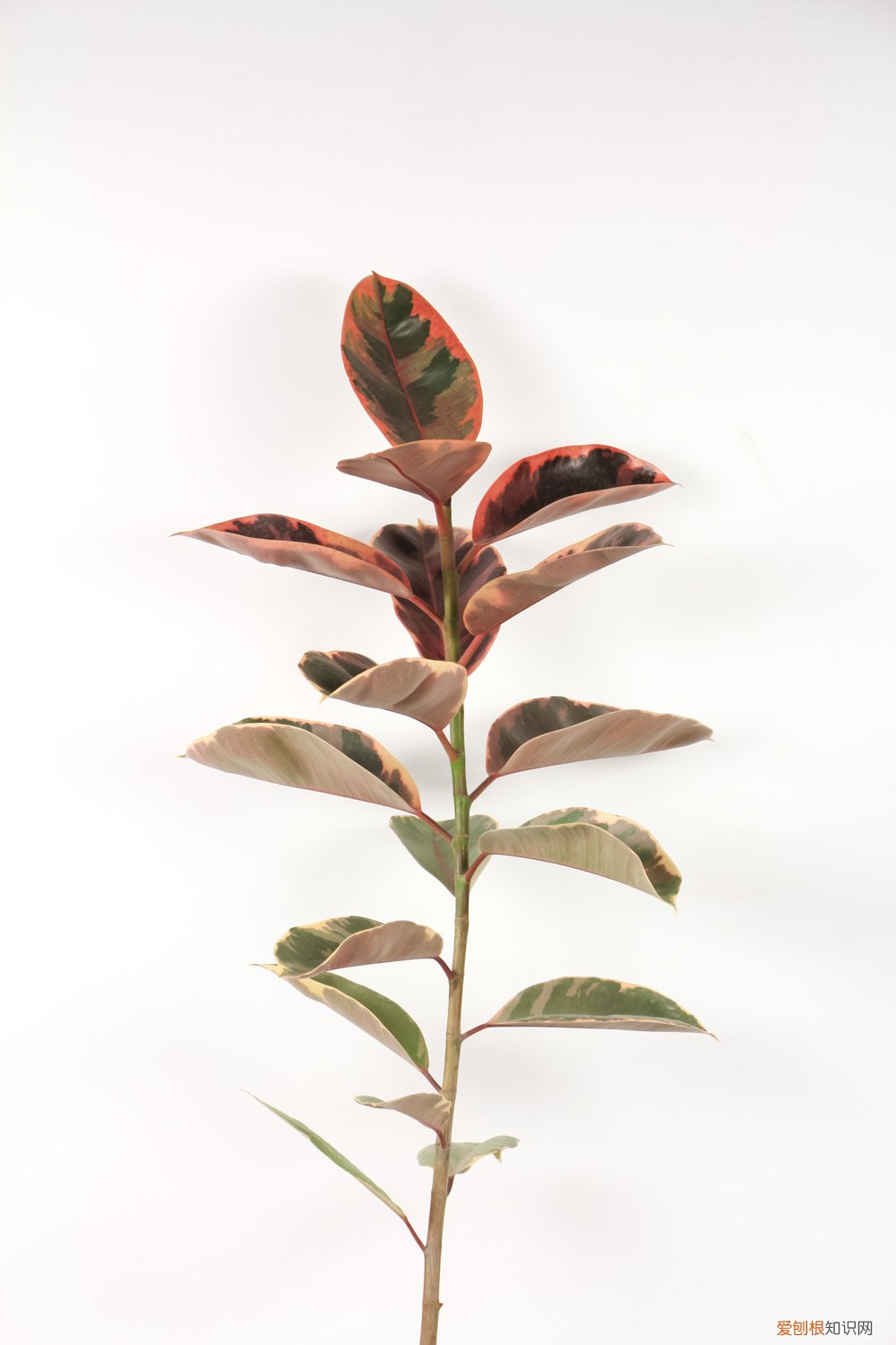 橡皮树怎么浇水合适 橡皮树怎么浇水