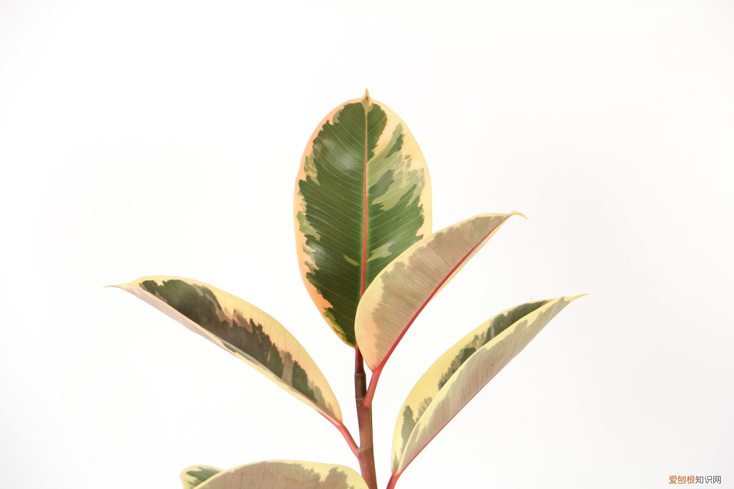 橡皮树怎么浇水合适 橡皮树怎么浇水