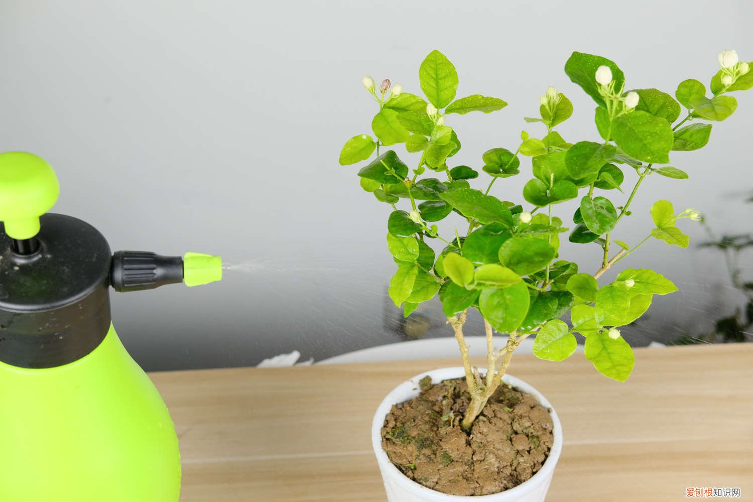 茉莉怎么施肥不烧根 茉莉怎么施肥