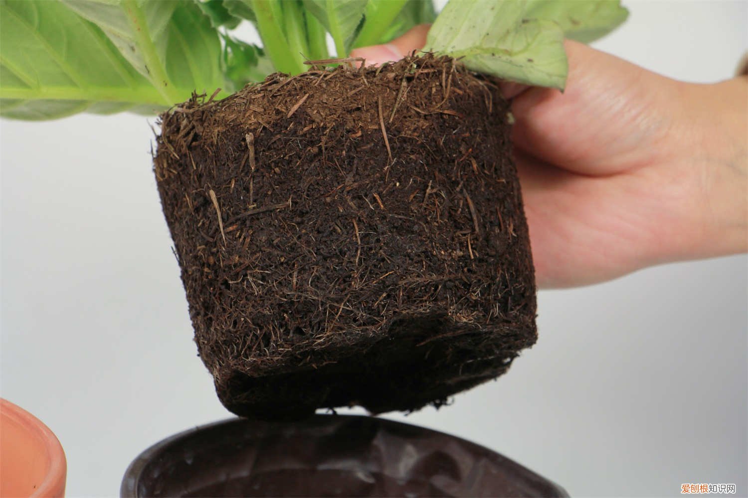 新买的大岩桐怎么养殖 新买的大岩桐怎么养