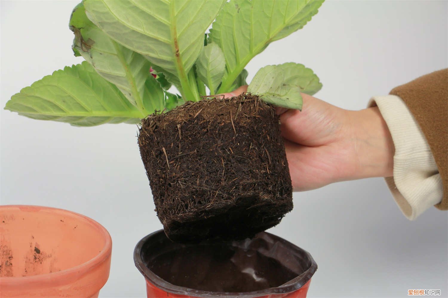 新买的大岩桐怎么养殖 新买的大岩桐怎么养