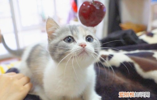 小奶猫可以吃什么食物和水果 小奶猫可以吃什么食物