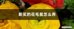 花毛茛怎么养(懒人篇 新买的花毛茛怎么养)