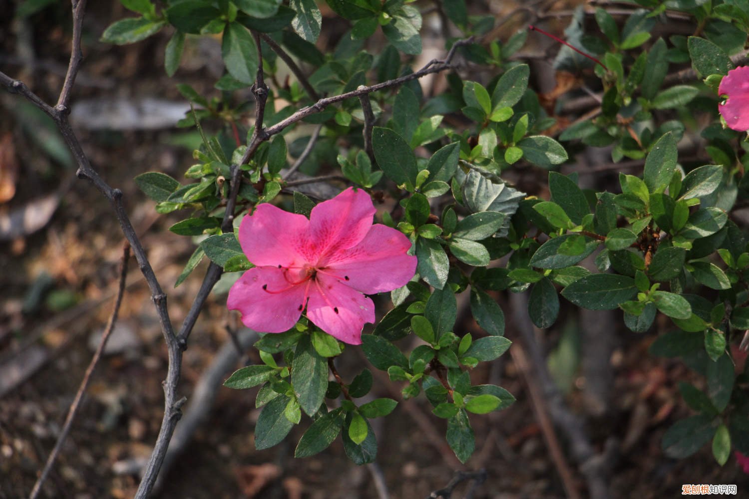 杜鹃花换盆用什么土 杜鹃花怎么换盆