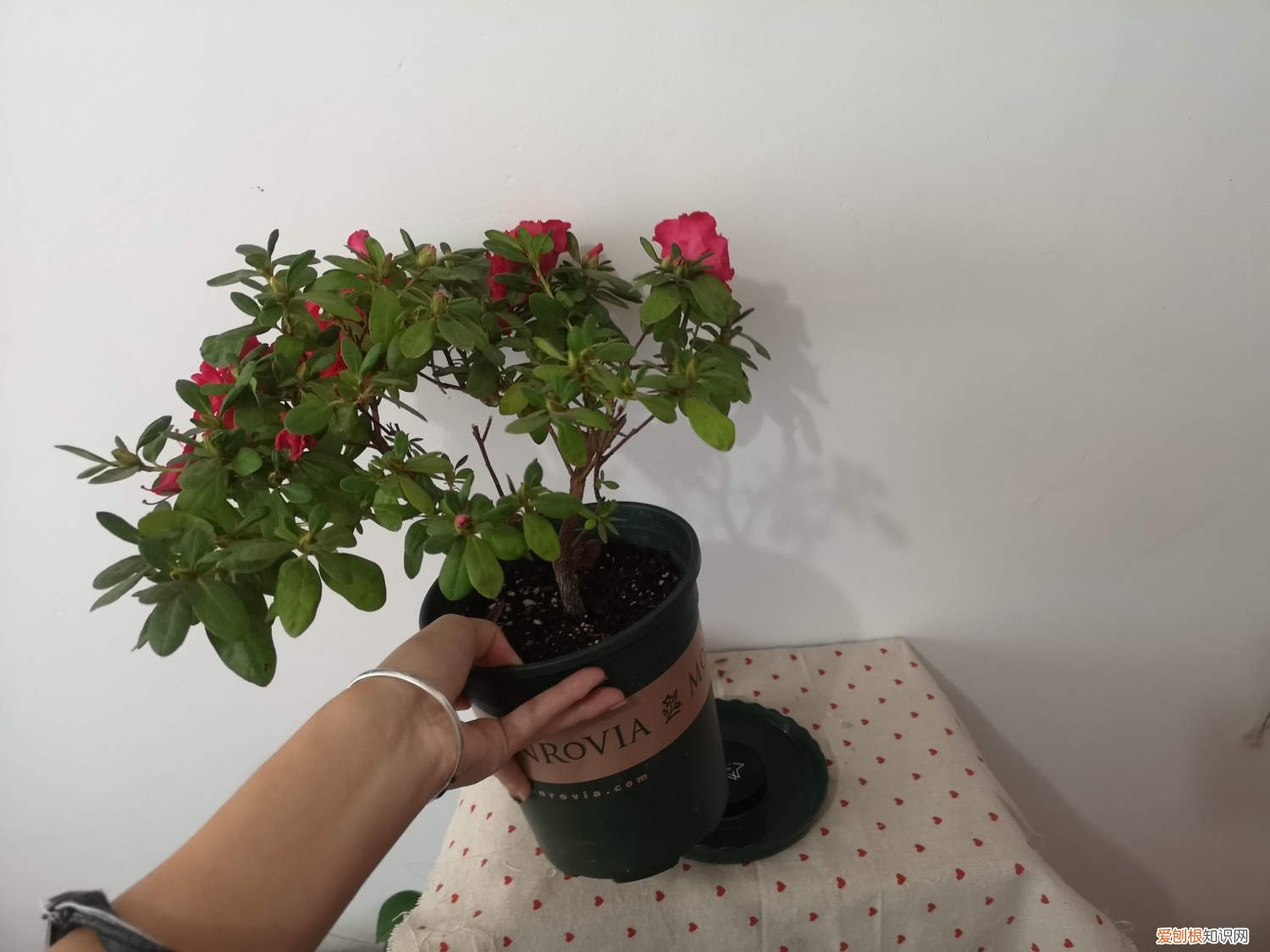 杜鹃花换盆用什么土 杜鹃花怎么换盆