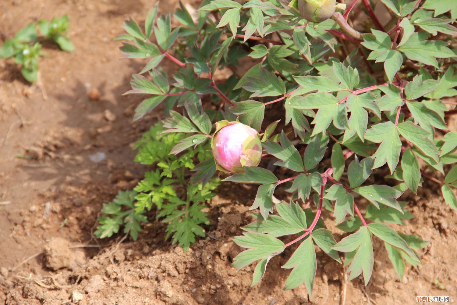 牡丹花怎么修剪残花 牡丹花怎么修剪