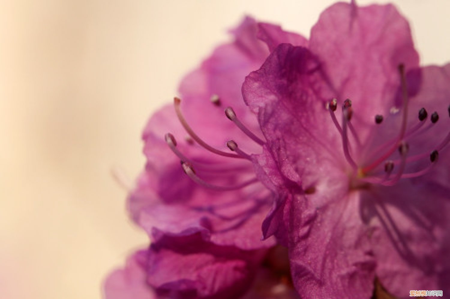 杜鹃怎么扦插在水里吗 杜鹃怎么扦插