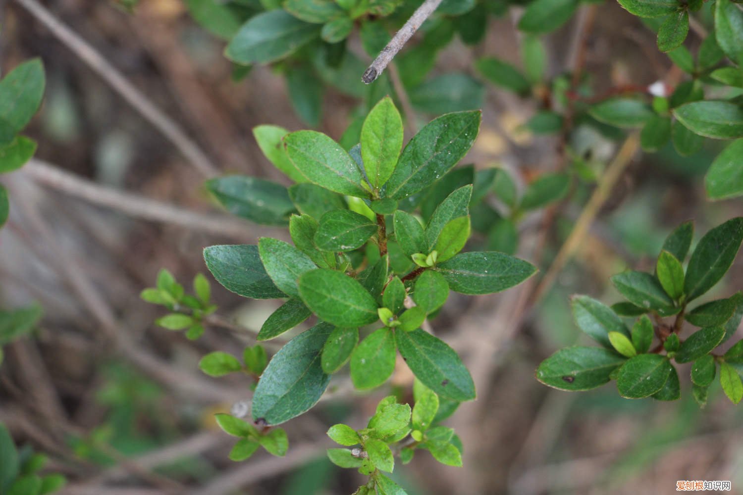 杜鹃怎么扦插在水里吗 杜鹃怎么扦插