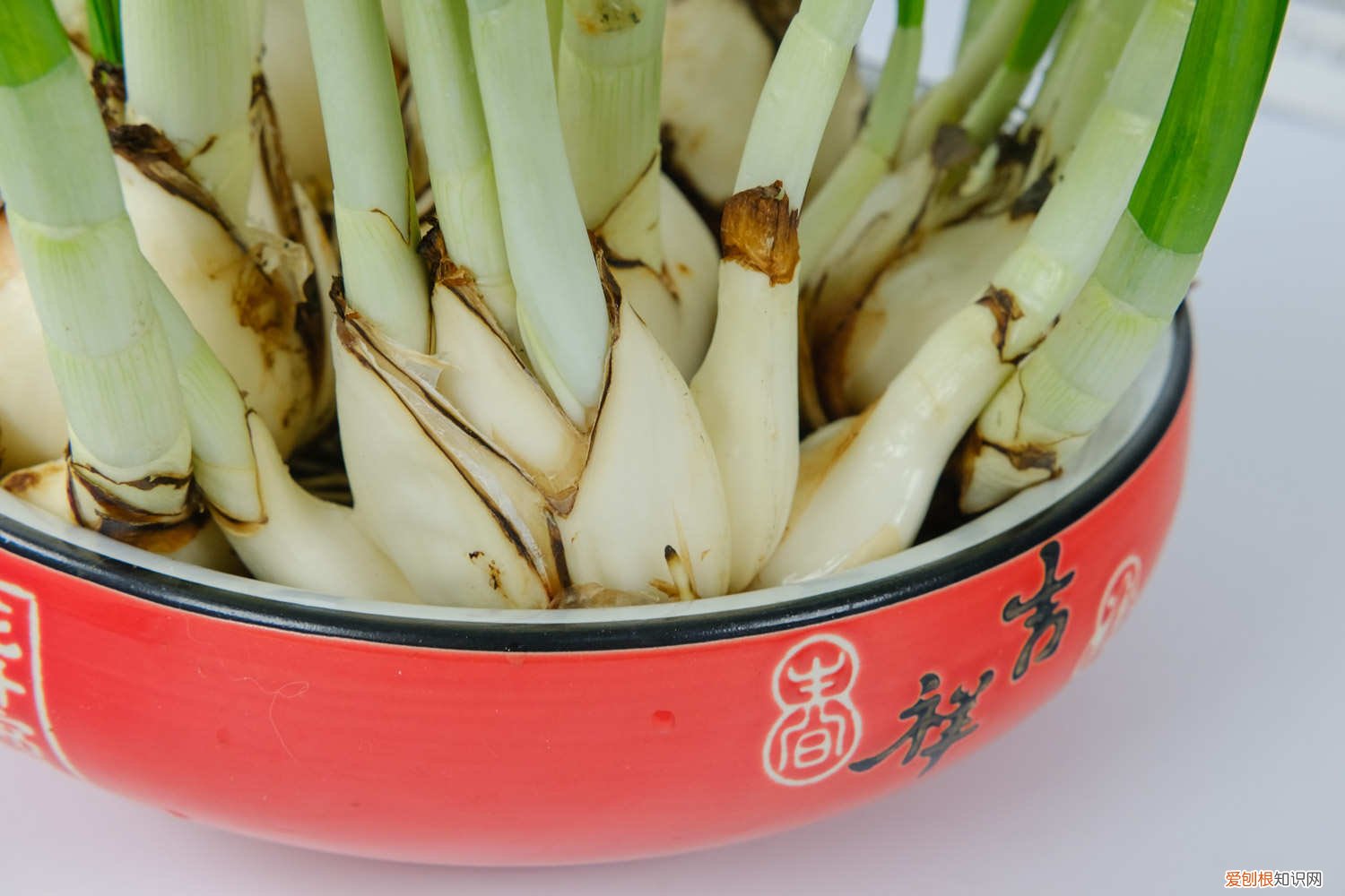 水仙花浇水原则 水仙花怎么浇水