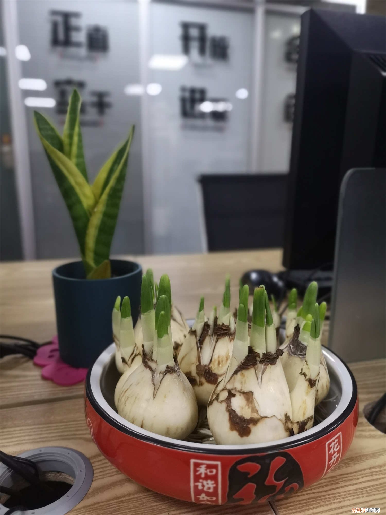 水仙花浇水原则 水仙花怎么浇水