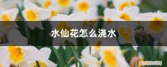水仙花浇水原则 水仙花怎么浇水