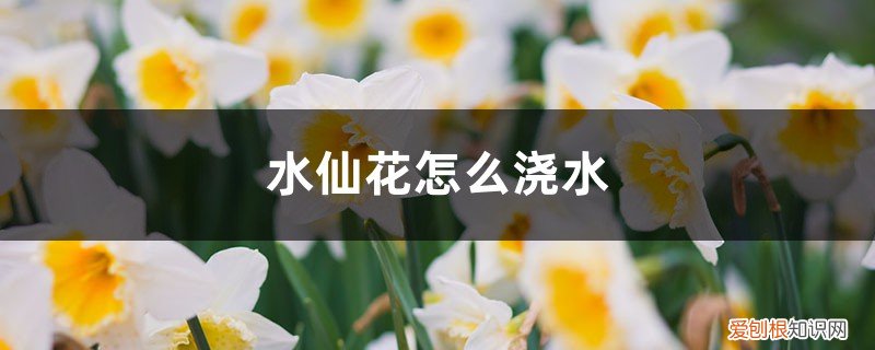 水仙花浇水原则 水仙花怎么浇水