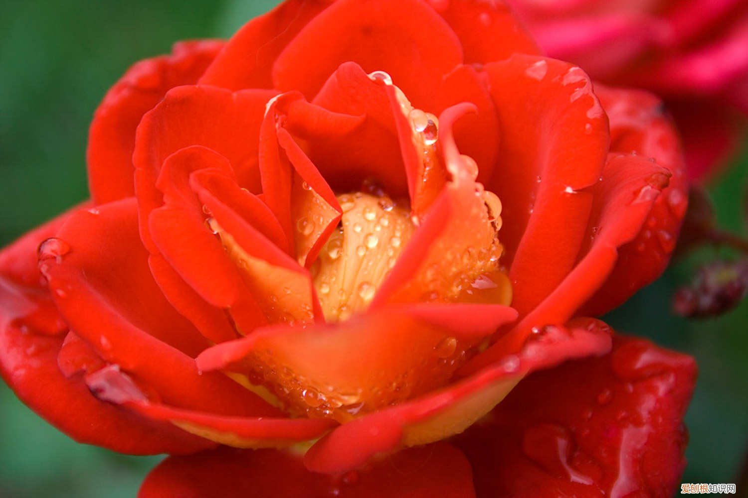 月季怎么扦插好活 月季怎么扦插