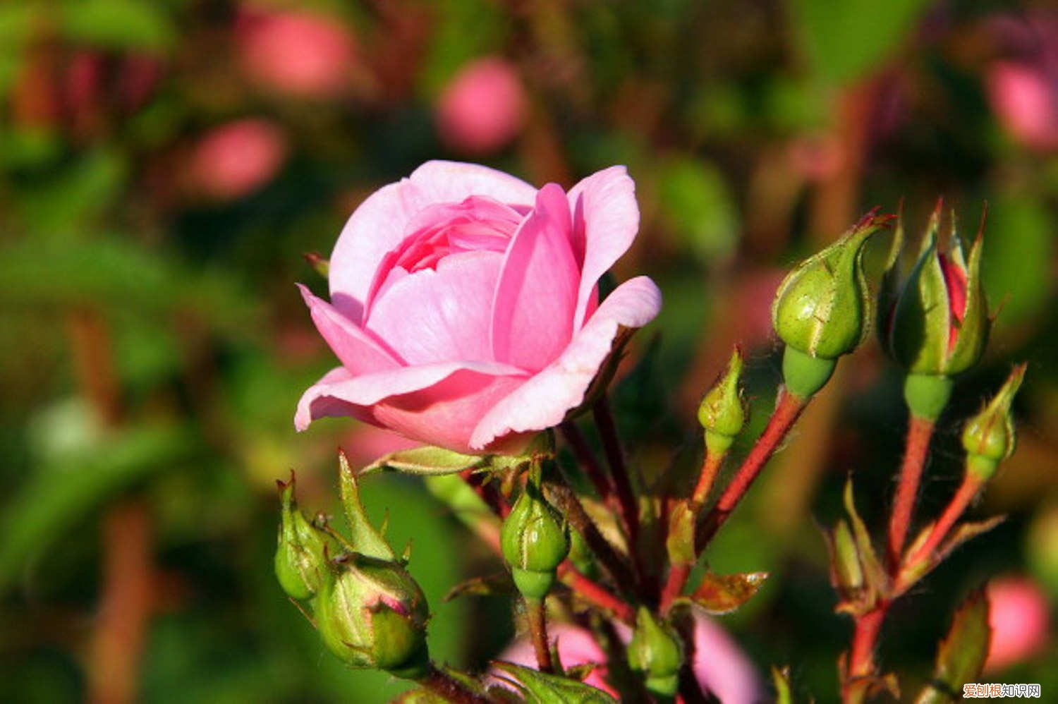 月季怎么扦插好活 月季怎么扦插