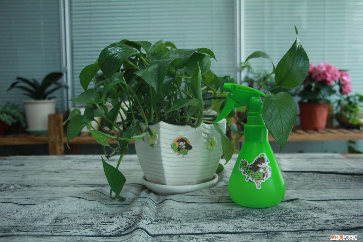 大叶绿萝怎么浇水 绿萝怎么浇水