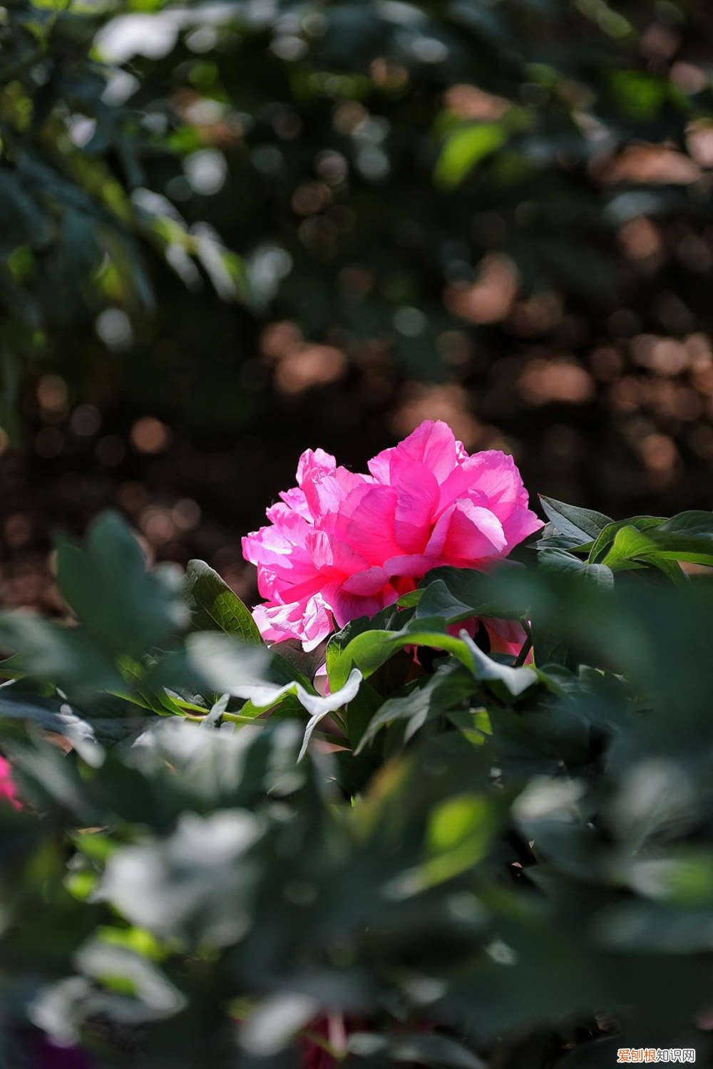 牡丹花怎么养护和施肥 牡丹花怎么养