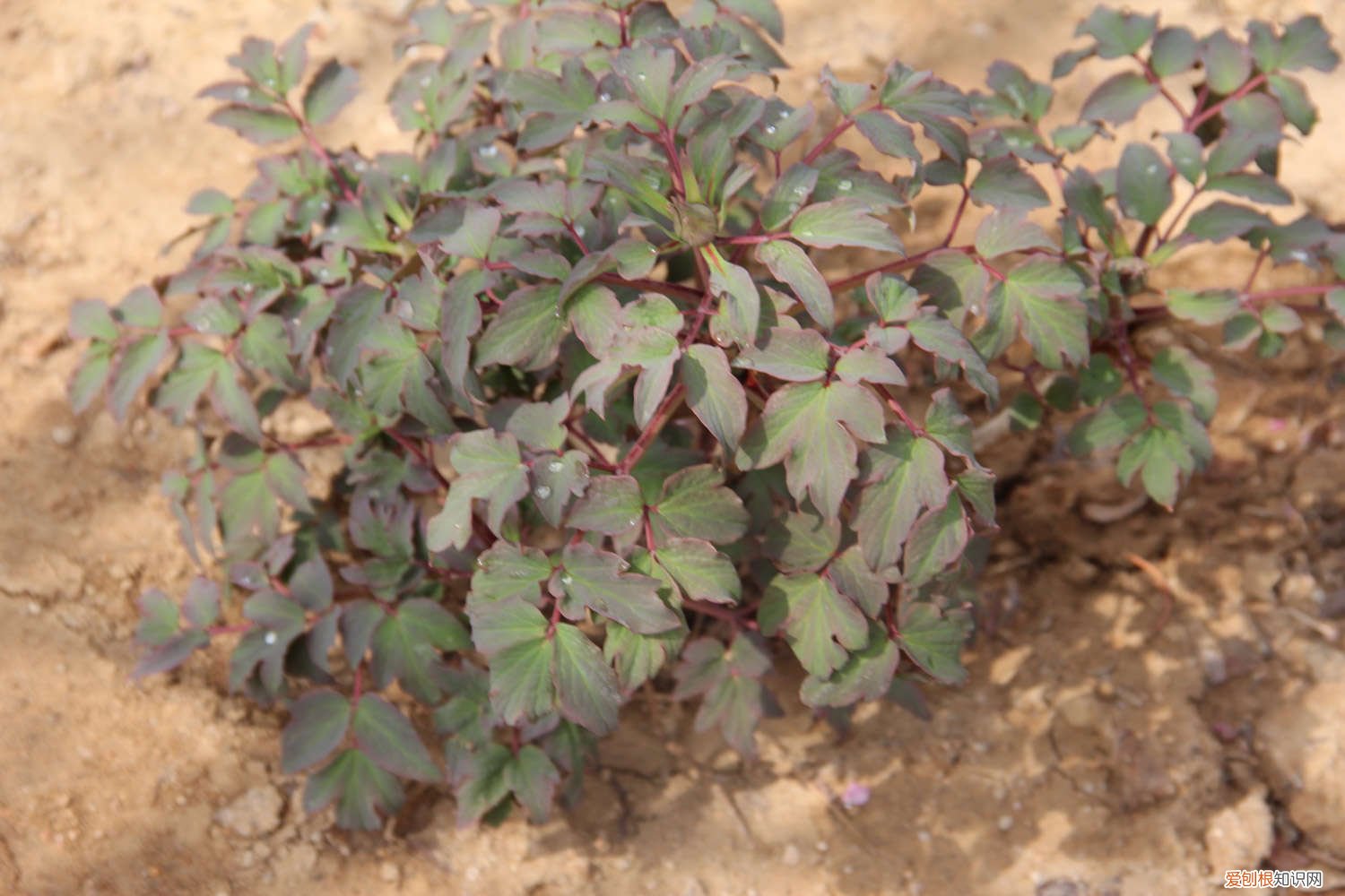 牡丹花怎么养护和施肥 牡丹花怎么养