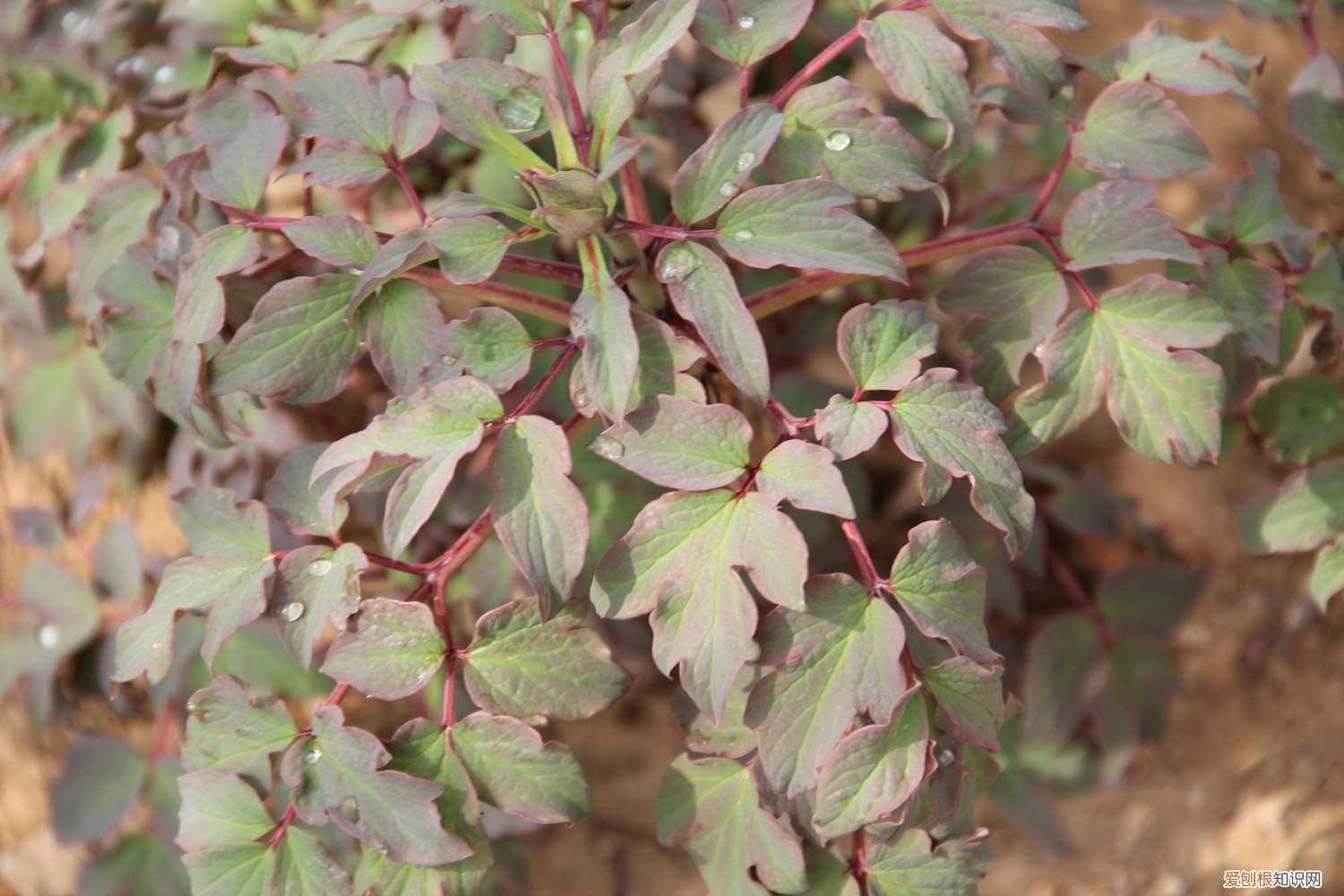 牡丹花怎么养护和施肥 牡丹花怎么养