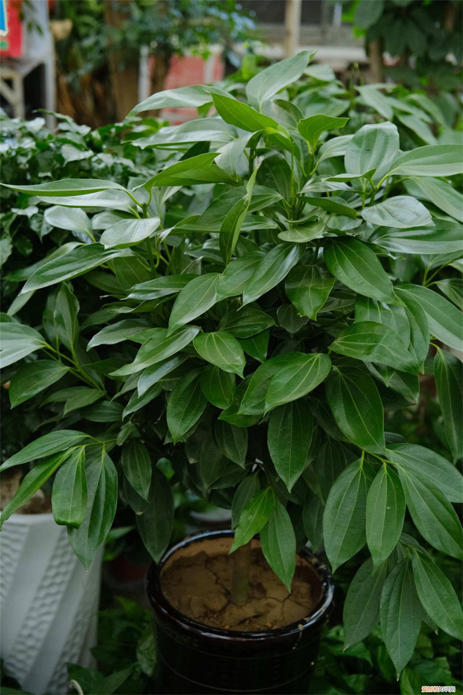 平安树怎么浇水多久浇一次 平安树怎么浇水