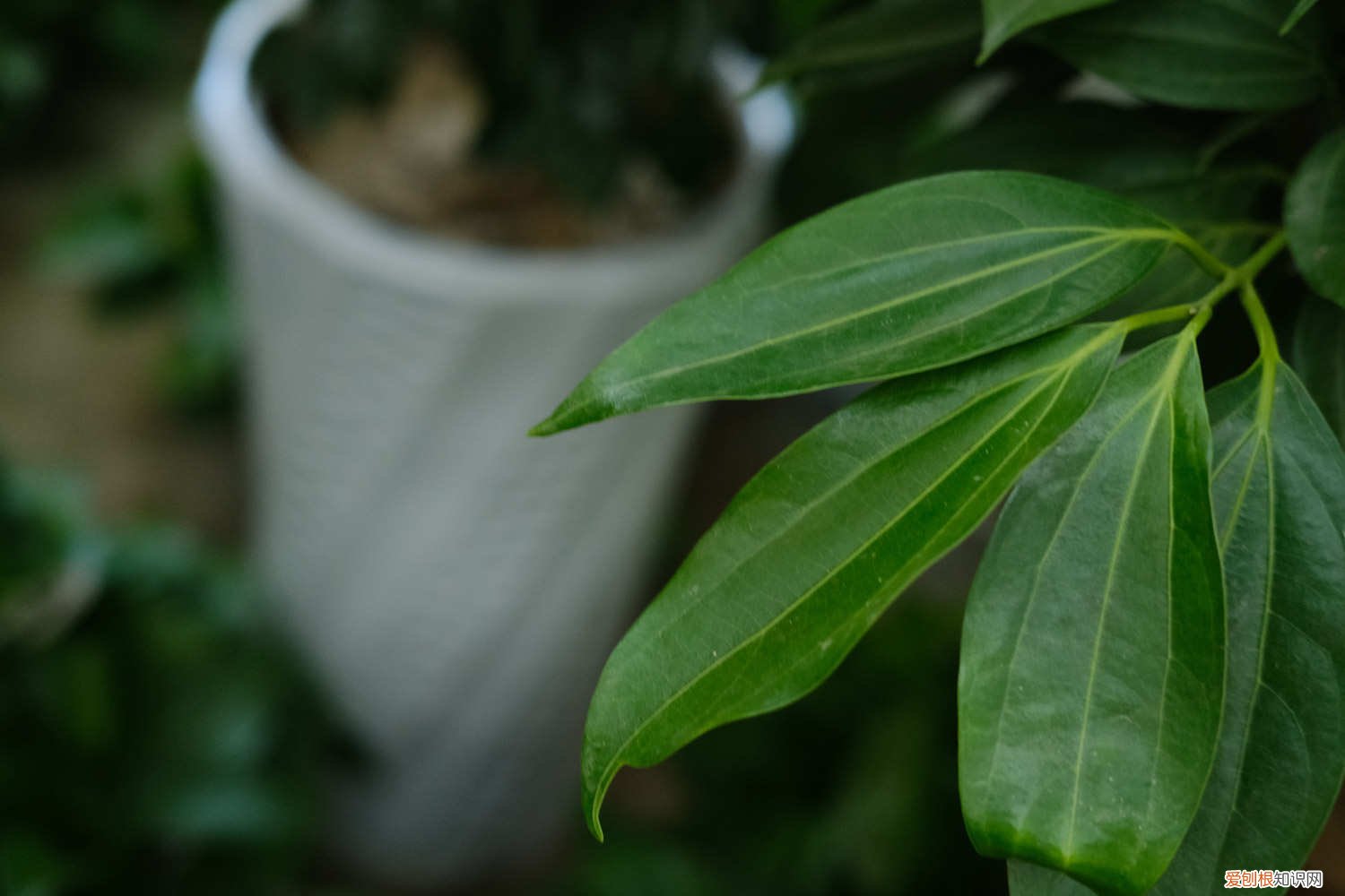 平安树怎么浇水多久浇一次 平安树怎么浇水