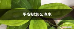 平安树怎么浇水多久浇一次 平安树怎么浇水