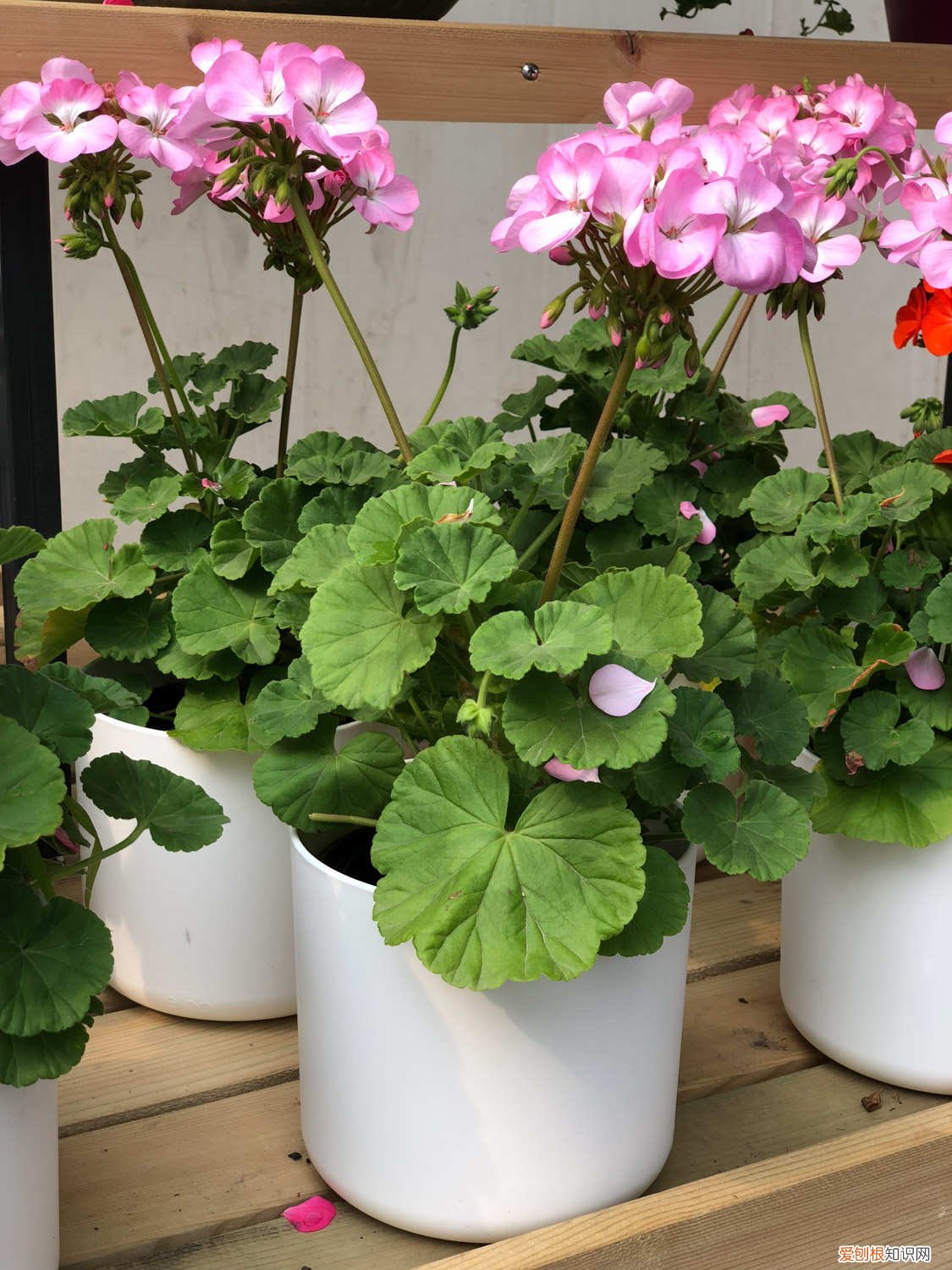 天竺葵怎么浇水视频 天竺葵怎么浇水