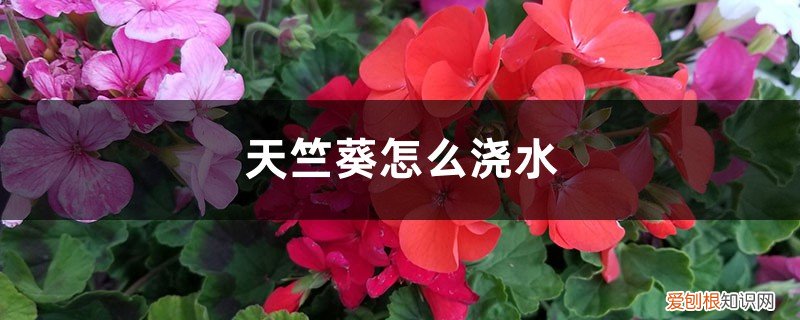 天竺葵怎么浇水视频 天竺葵怎么浇水