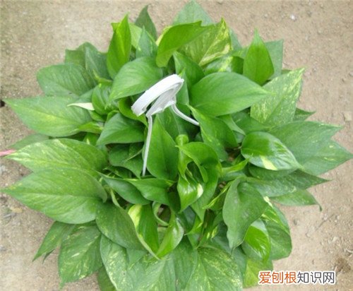 花叶绿萝水培好还是土培好 花叶绿萝有什么作用