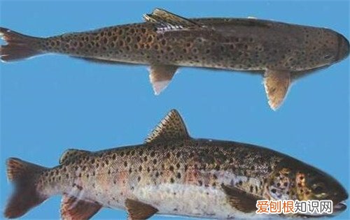 细鳞鱼多少钱一斤 细鳞鱼有什么特点和喜好呢