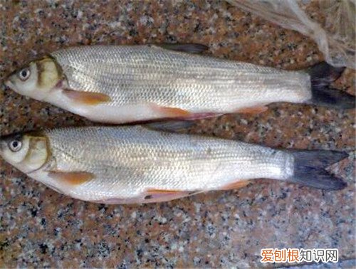 细鳞鱼多少钱一斤 细鳞鱼有什么特点和喜好呢