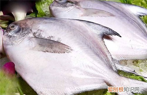 鲳鱼价格多少钱一斤 没想到鲳鱼这么有营养呢