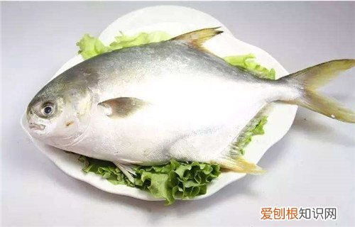 鲳鱼价格多少钱一斤 没想到鲳鱼这么有营养呢