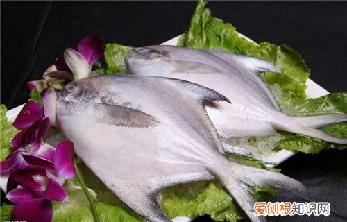 鲳鱼价格多少钱一斤 没想到鲳鱼这么有营养呢