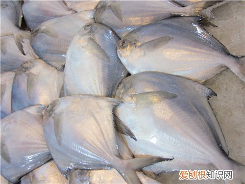 鲳鱼价格多少钱一斤 没想到鲳鱼这么有营养呢