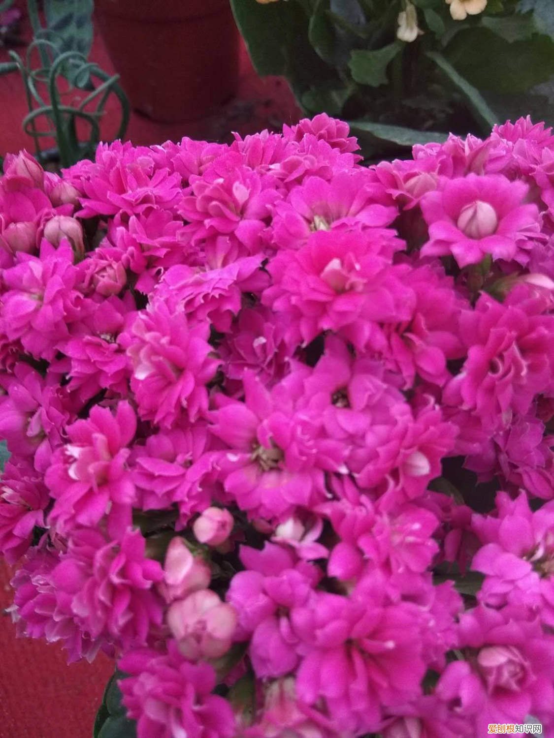 长寿花怎么换盆换土 长寿花怎么换盆