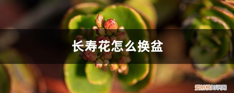 长寿花怎么换盆换土 长寿花怎么换盆