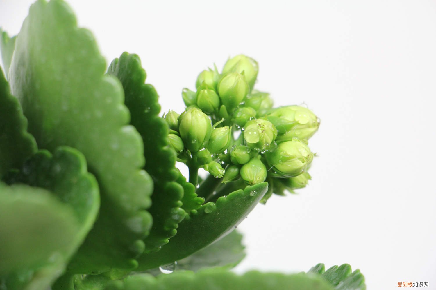 长寿花怎么浇水养得更好 长寿花怎么浇水