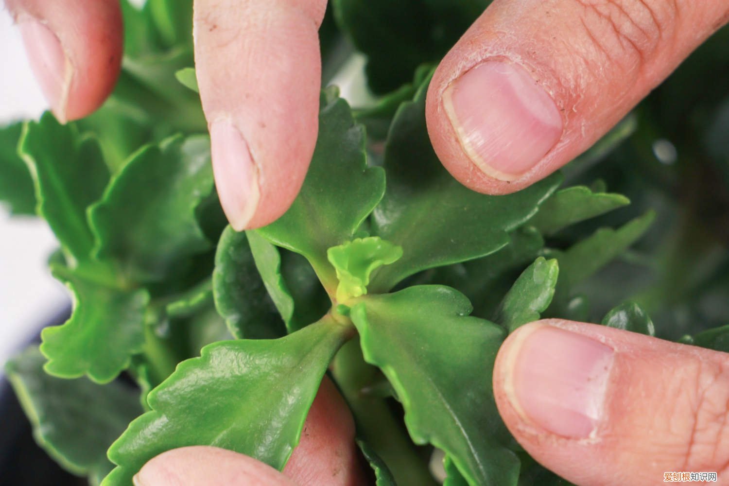 长寿花怎么浇水养得更好 长寿花怎么浇水