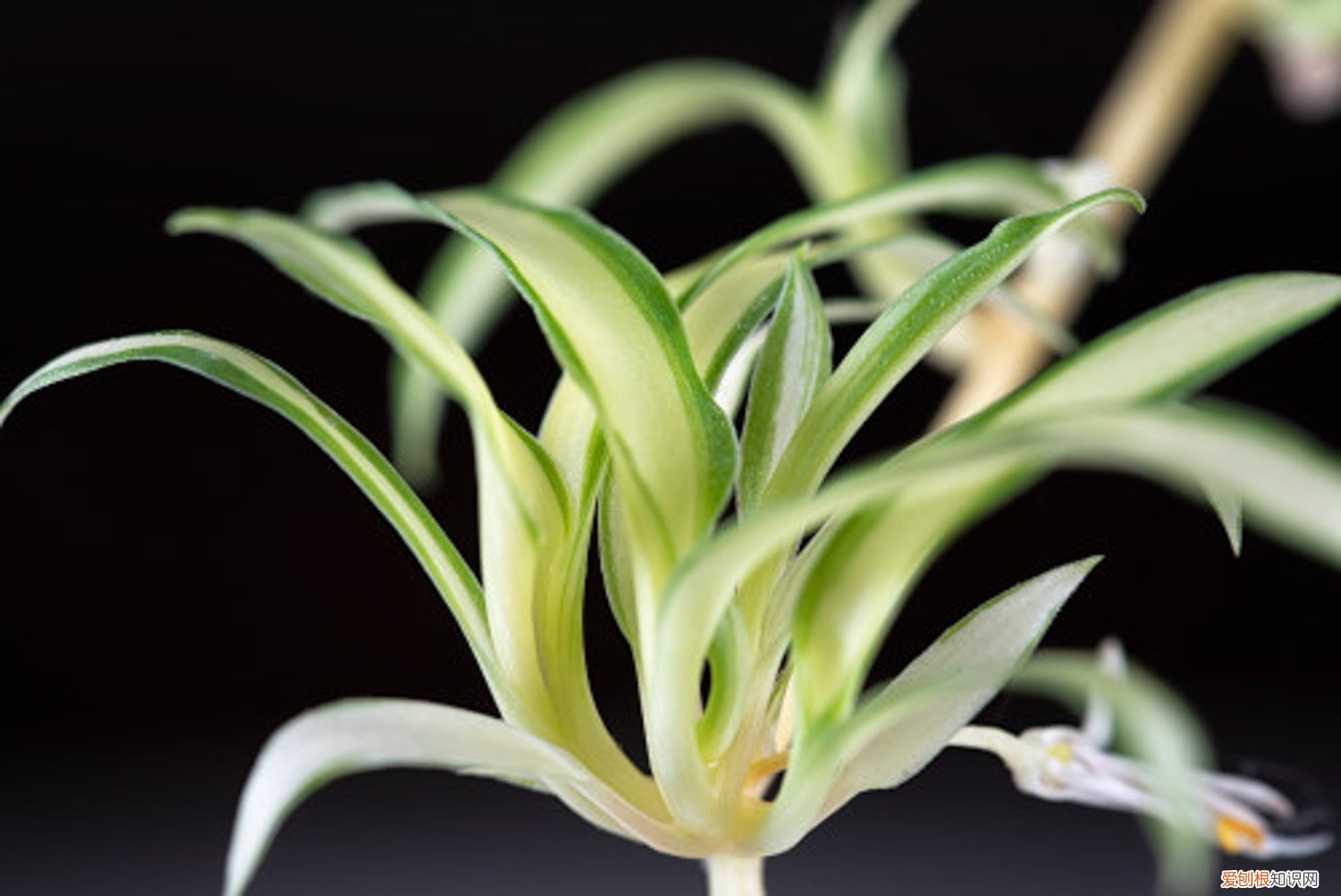 吊兰怎么浇水换盆 吊兰怎么浇水