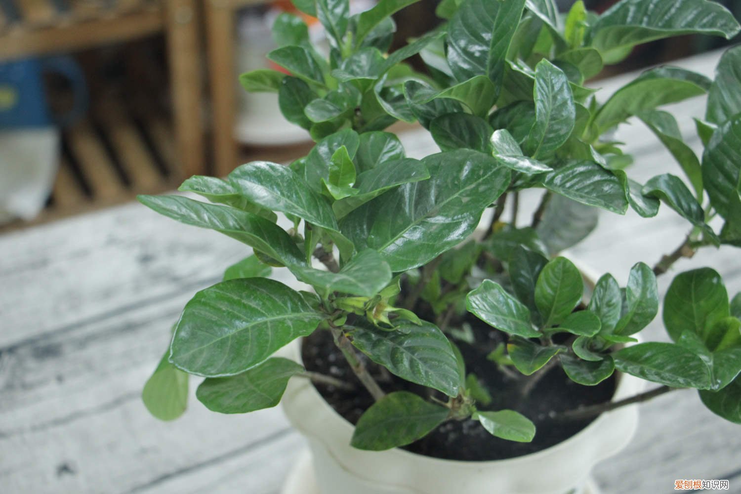 盆栽栀子花浇水方法 盆栽栀子花怎么浇水