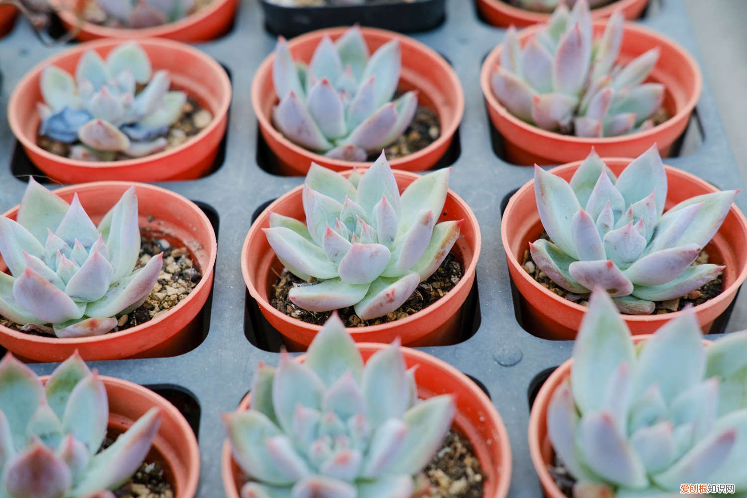 冬天刚上盆的多肉怎么浇水 多肉怎么浇水