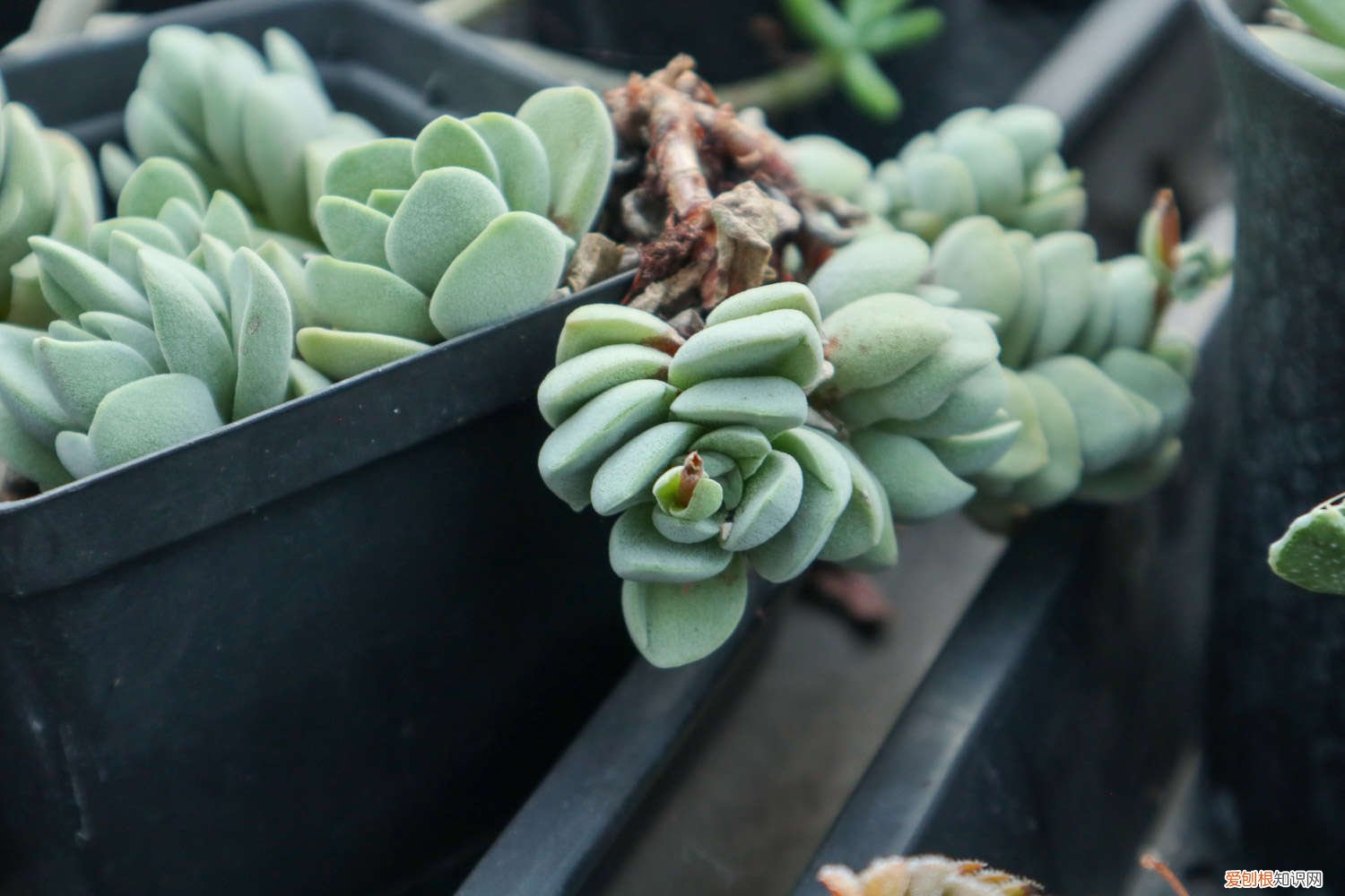 冬天刚上盆的多肉怎么浇水 多肉怎么浇水