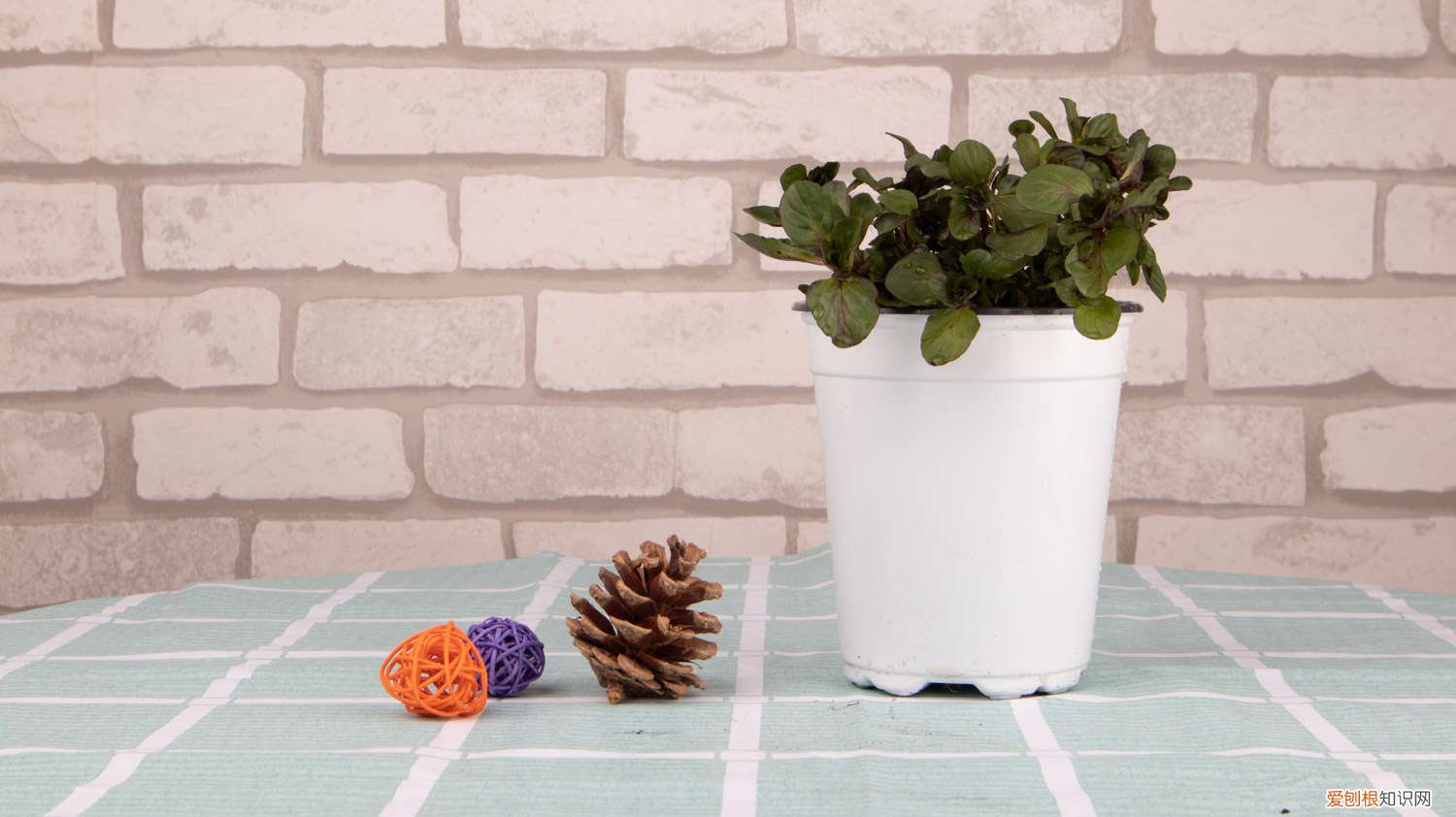 薄荷怎么浇水多久一次 薄荷怎么浇水