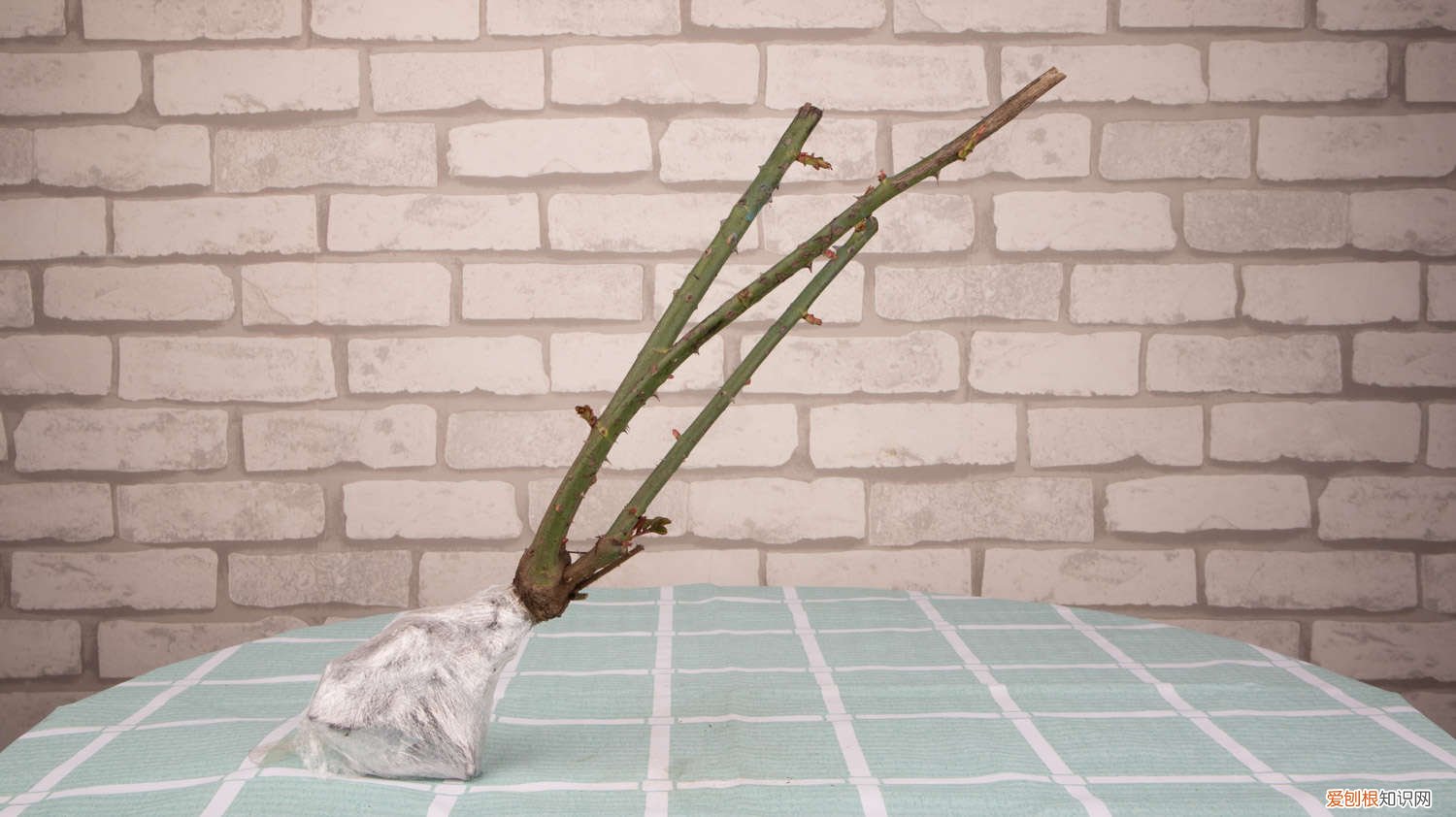 薄荷怎么浇水多久一次 薄荷怎么浇水